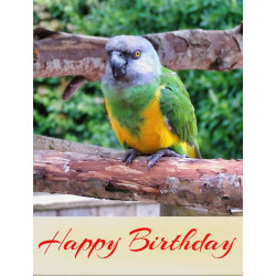 Senegal Parrot Birthday Card Senegal Parrot Birthday Card