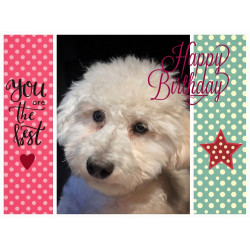 Poodle Birthday Card Poodle Birthday Card