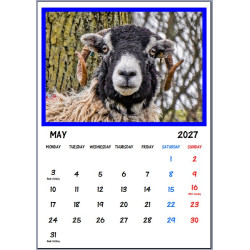 2027 Sheep Calendar