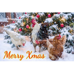 Chickens Christmas Card Chickens Christmas Card