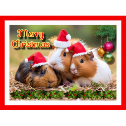 Guinea Pigs Christmas Card Guinea Pigs Christmas Card