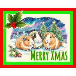 Guinea Pigs Christmas Card Guinea Pigs Christmas Card