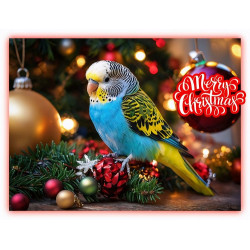 Budgie Christmas Card Budgie Christmas Card