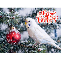 Budgie Christmas Card Budgie Christmas Card