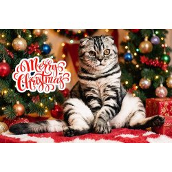Cat Christmas Card Cat Christmas Card